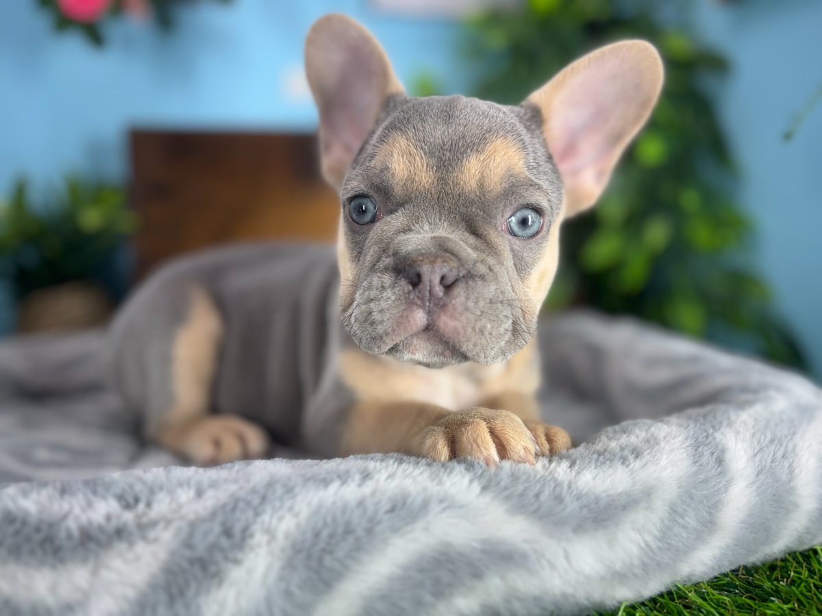 Connecticut puppies for sale