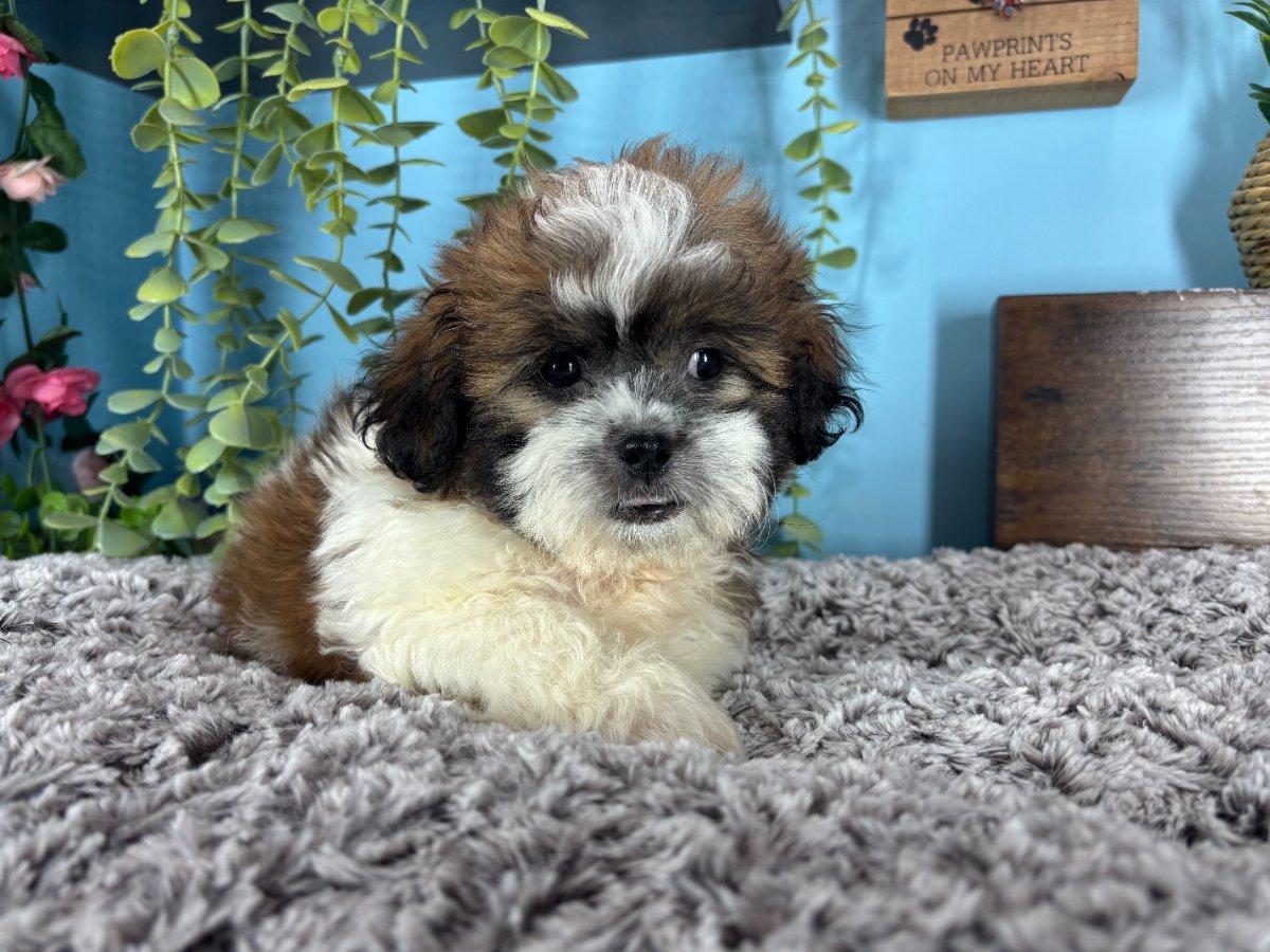 Connecticut puppies for sale