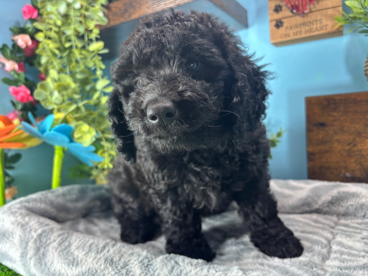 Connecticut puppies for sale