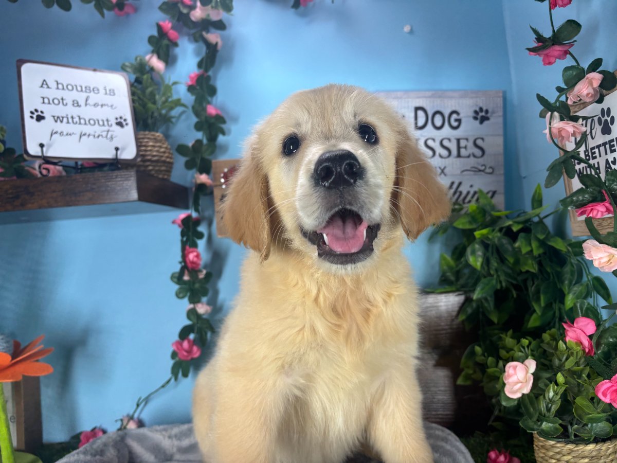 Connecticut puppies for sale