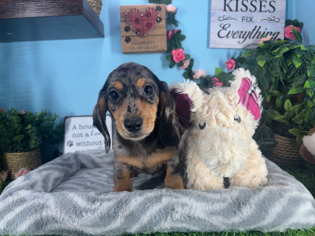 Connecticut puppies for sale