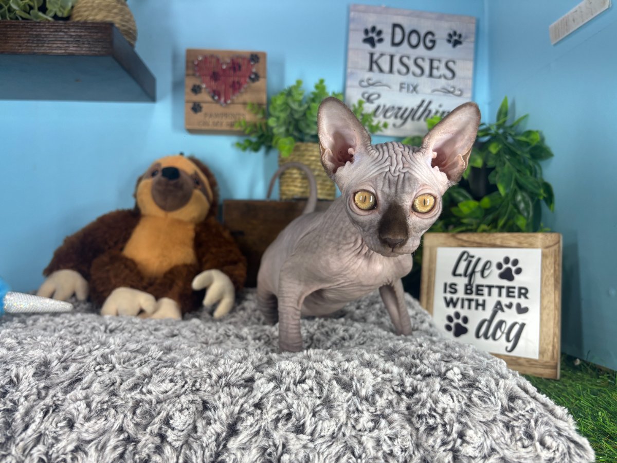 Connecticut kittens for sale