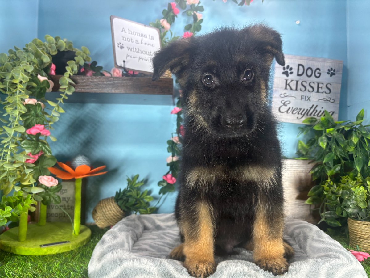 Connecticut puppies for sale