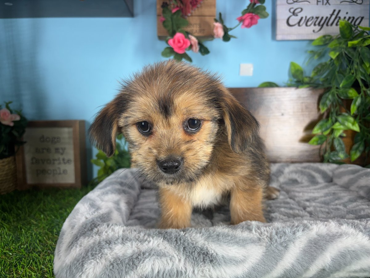 Connecticut puppies for sale