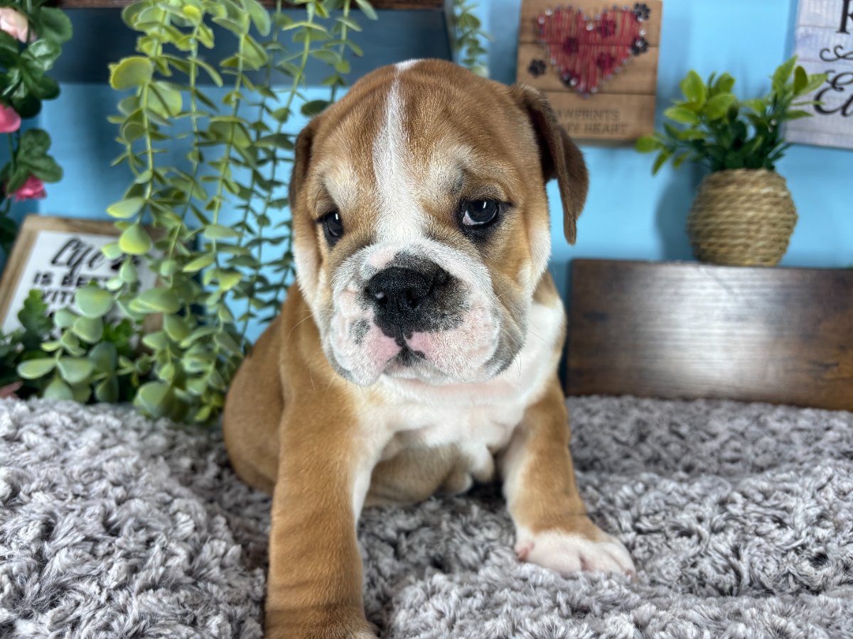 English Bulldog puppies for sale Connecticut