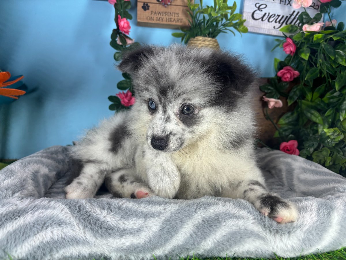Connecticut puppies for sale