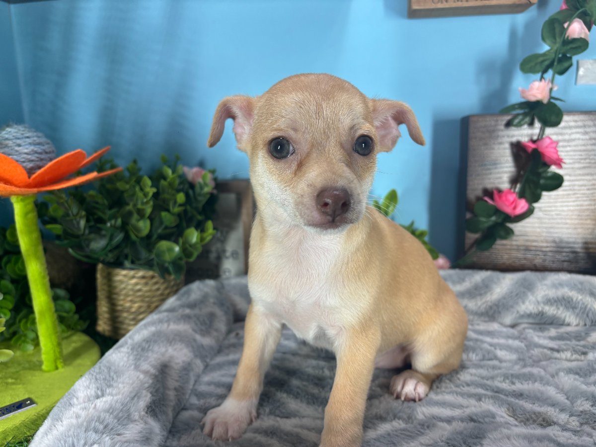 Connecticut puppies for sale
