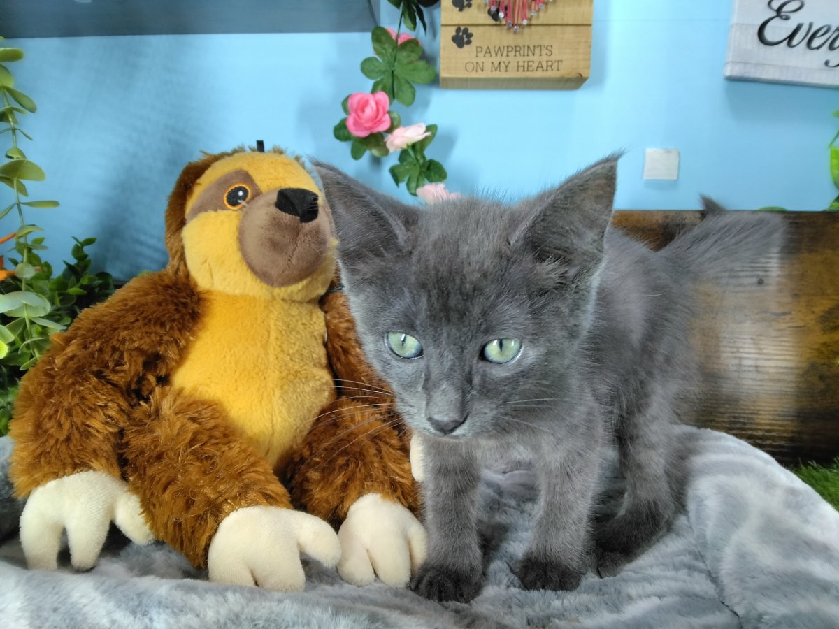 Connecticut kittens for sale