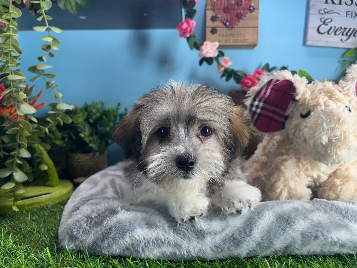 Connecticut puppies for sale