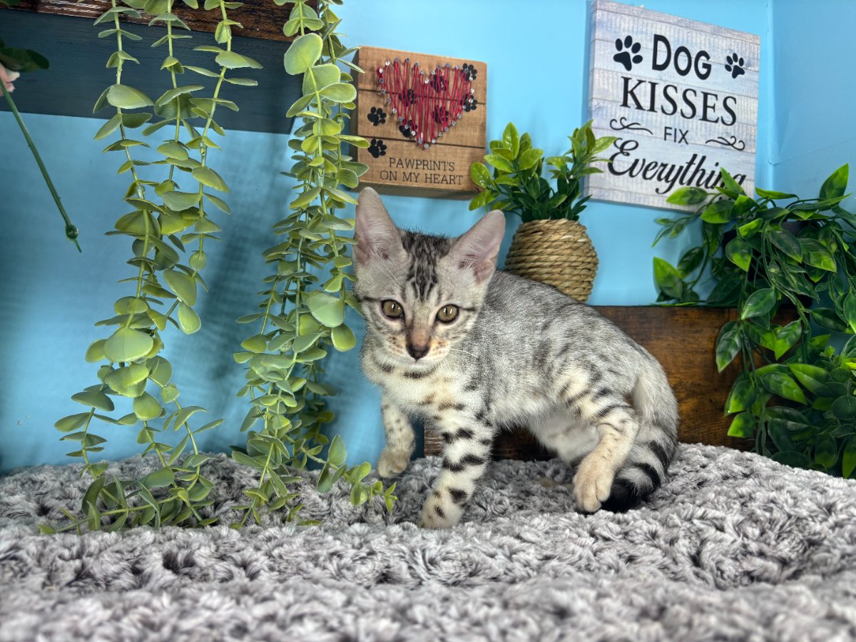 Connecticut kittens for sale