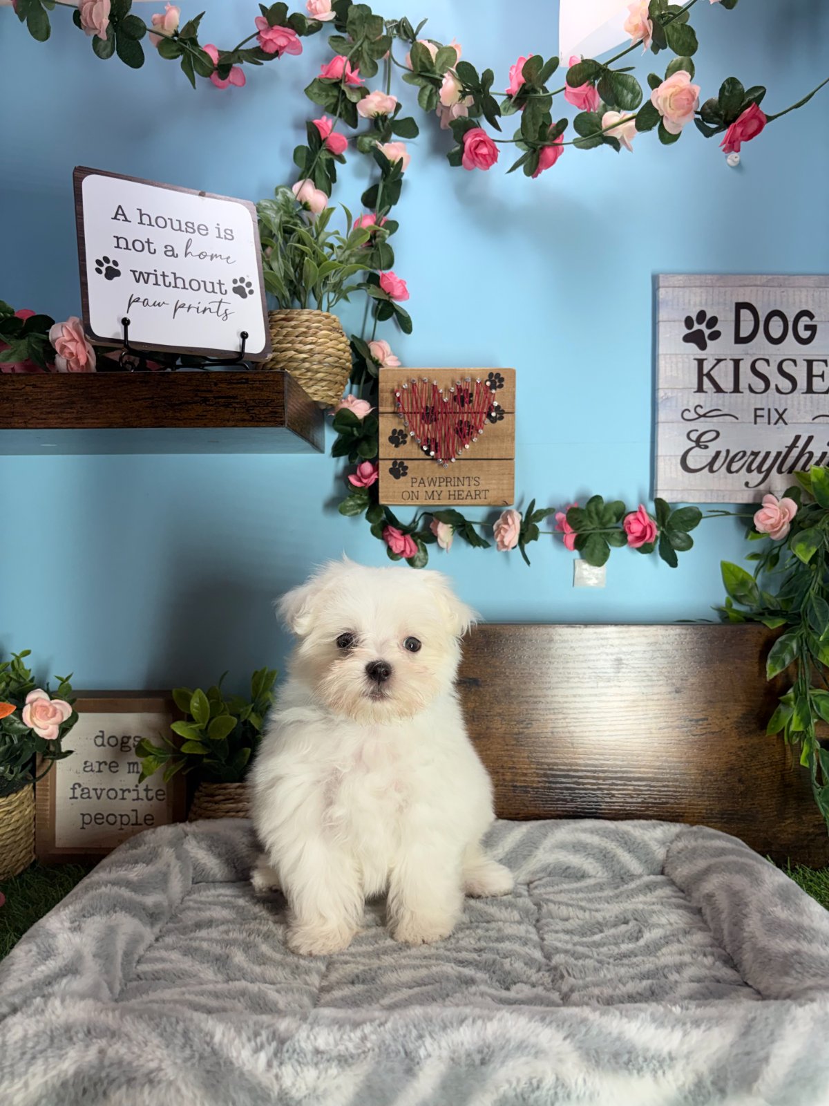 Connecticut puppies for sale