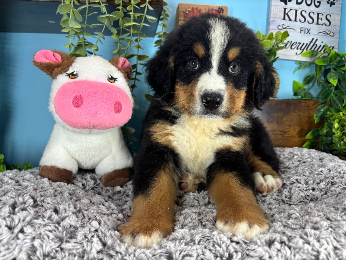 Connecticut puppies for sale