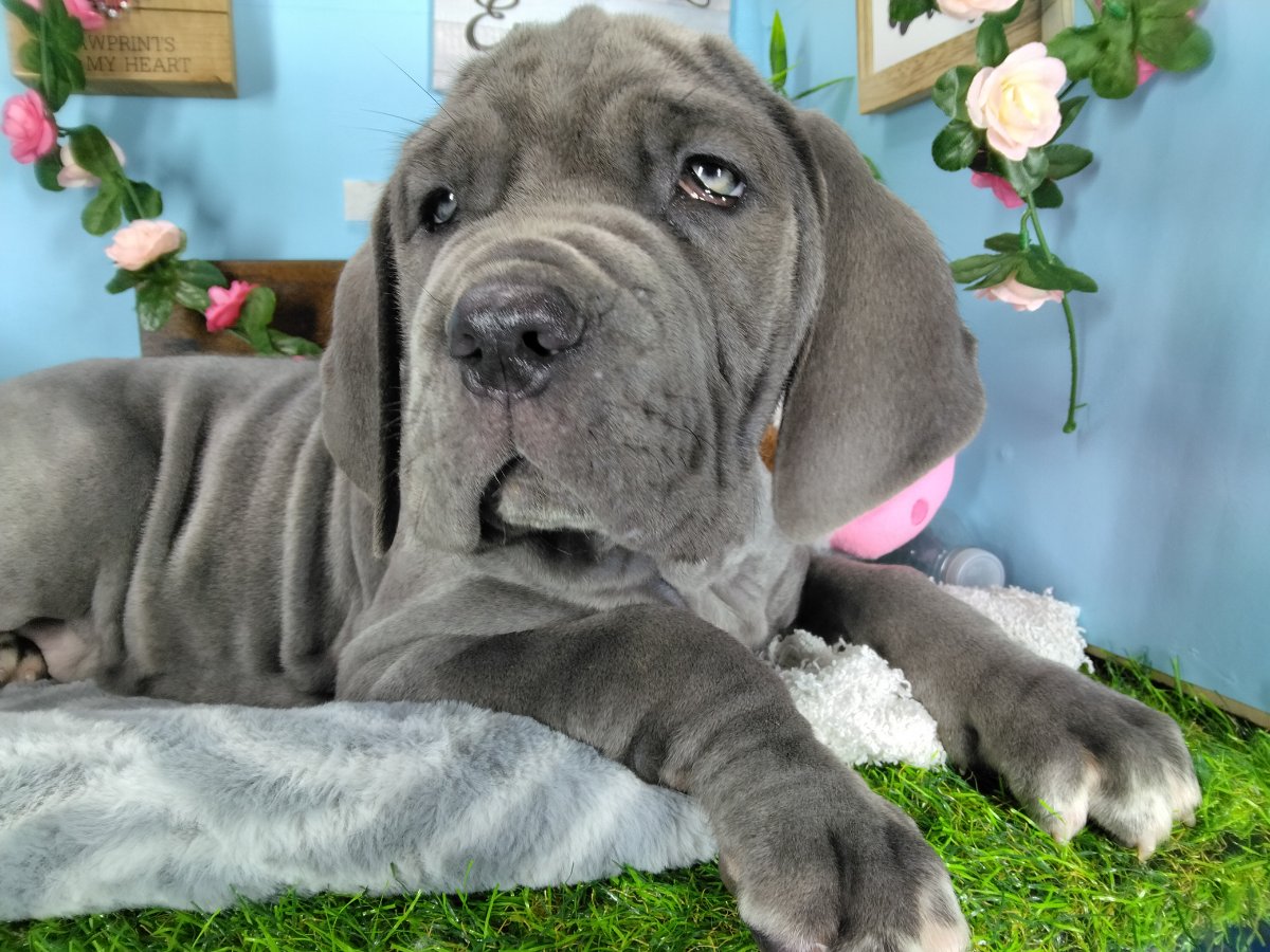 Connecticut puppies for sale