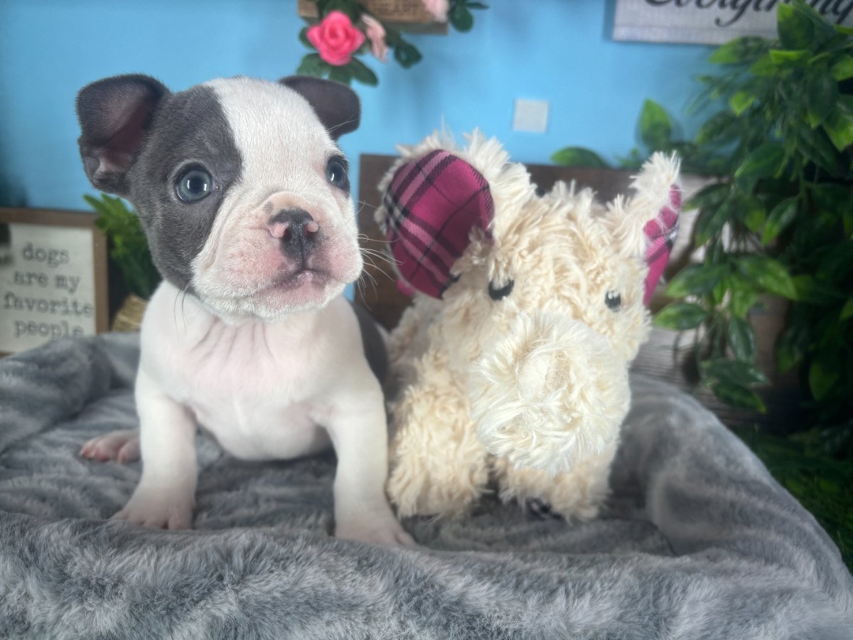 French Bulldog puppies for sale Connecticut