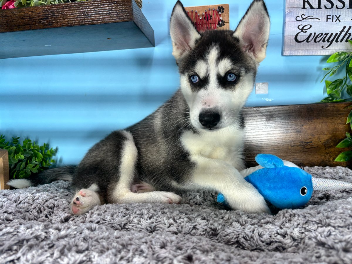 Connecticut puppies for sale