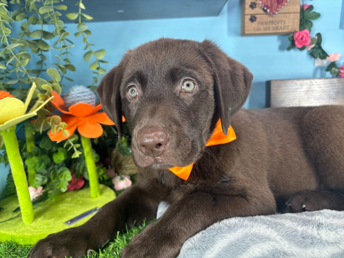 Connecticut puppies for sale