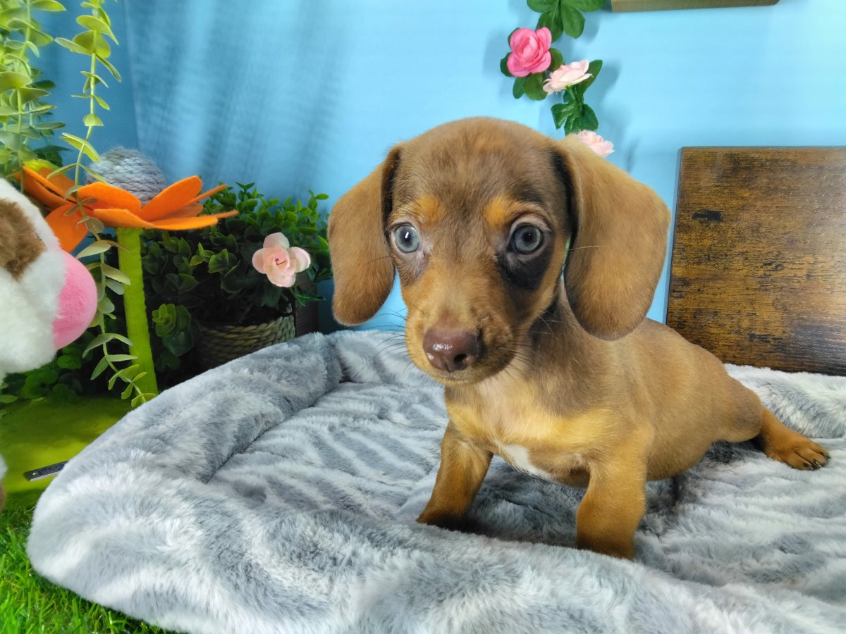 Connecticut puppies for sale