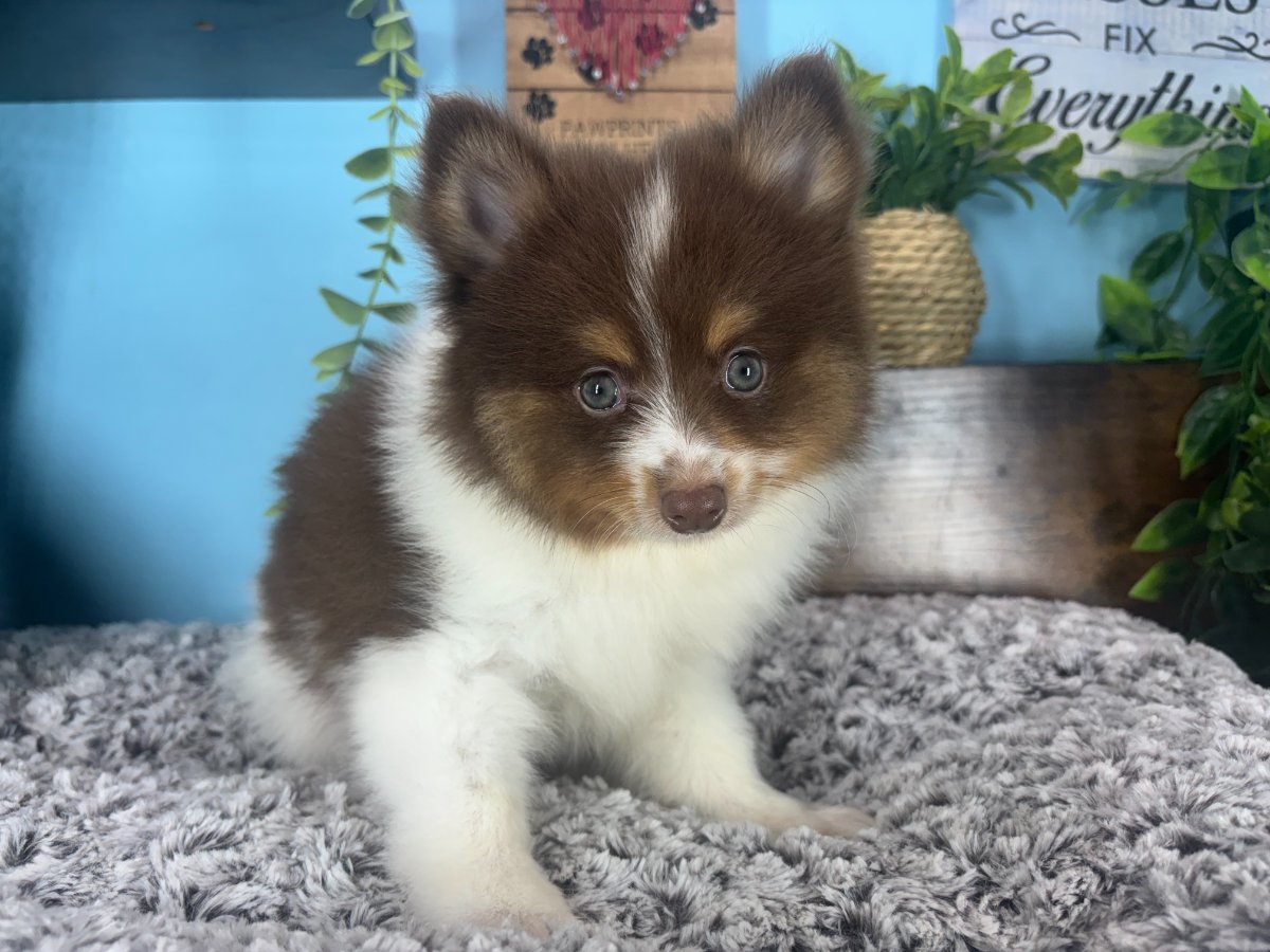 Connecticut puppies for sale