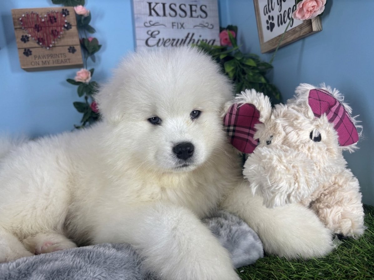 Connecticut puppies for sale