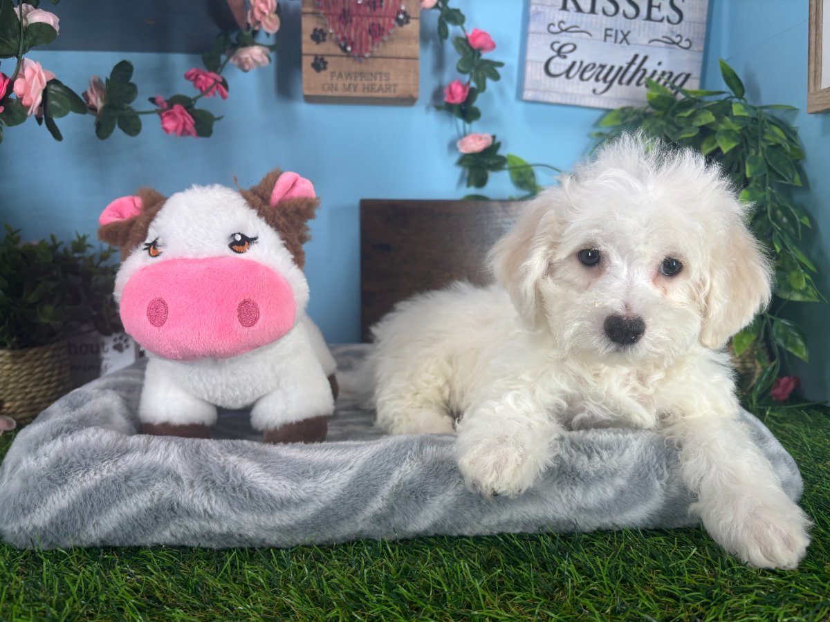 Connecticut puppies for sale