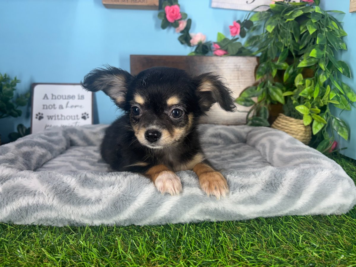 Connecticut puppies for sale