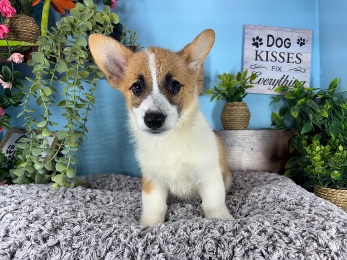 Connecticut puppies for sale