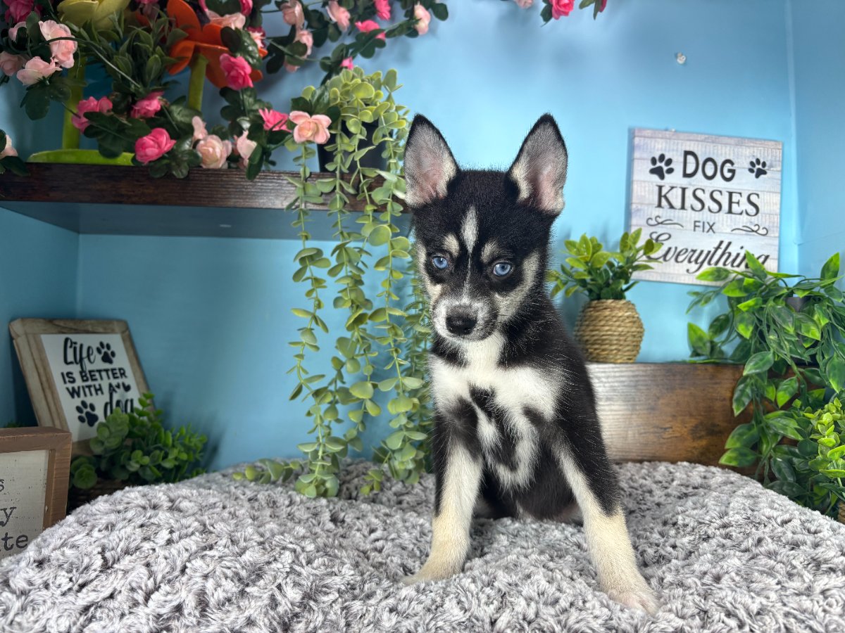 Connecticut puppies for sale
