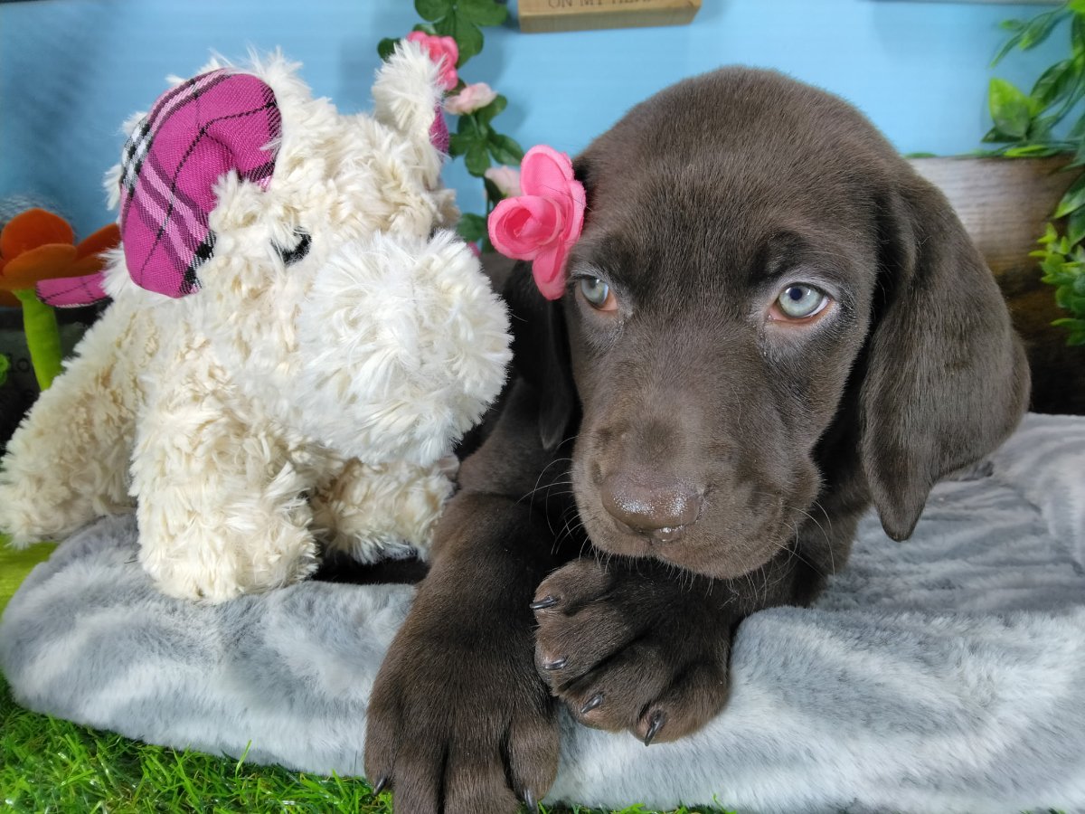 Connecticut puppies for sale
