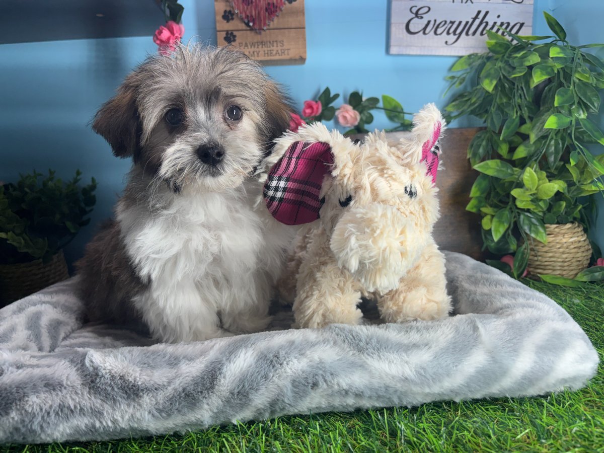 Connecticut puppies for sale