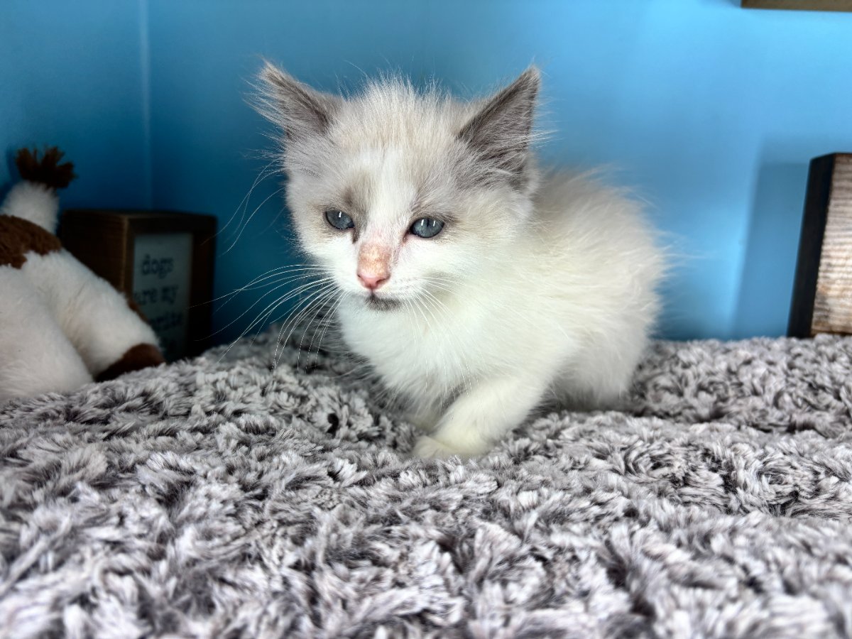 Connecticut kittens for sale