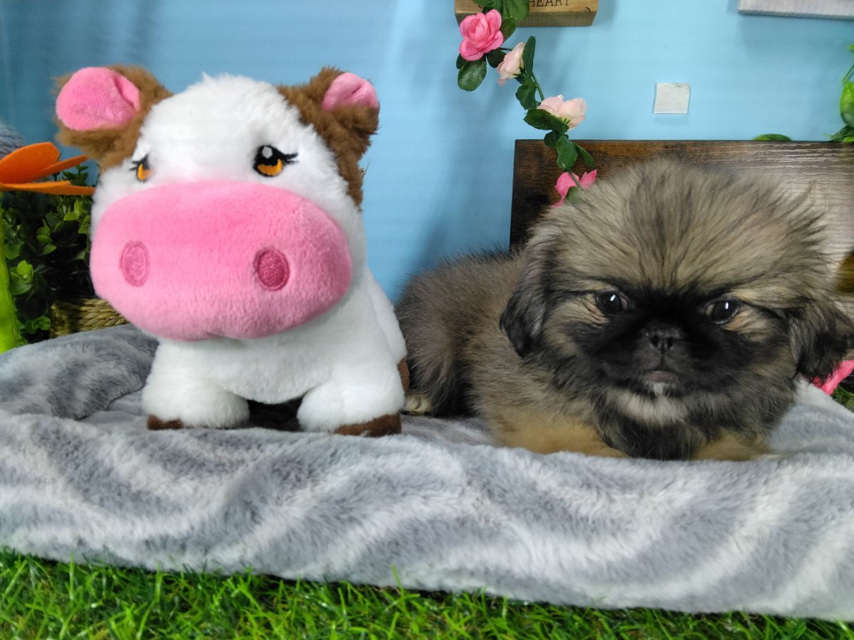 Connecticut puppies for sale