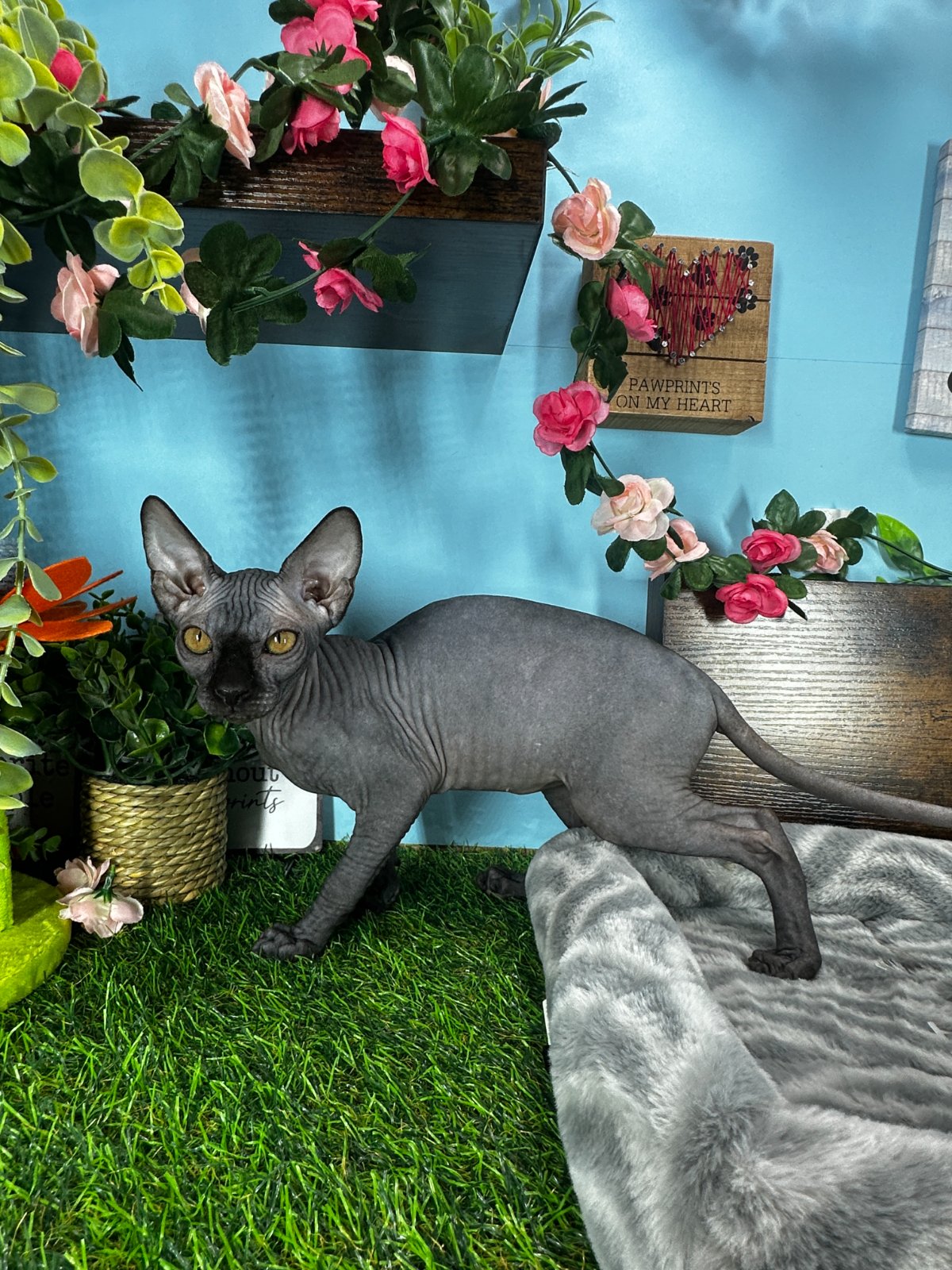 Sphynx kittens for sale Connecticut