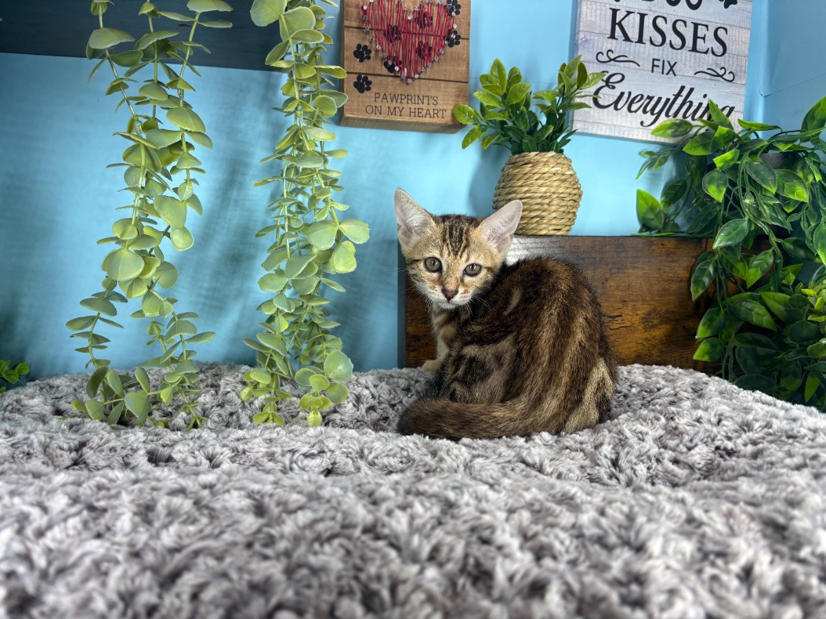 Connecticut kittens for sale
