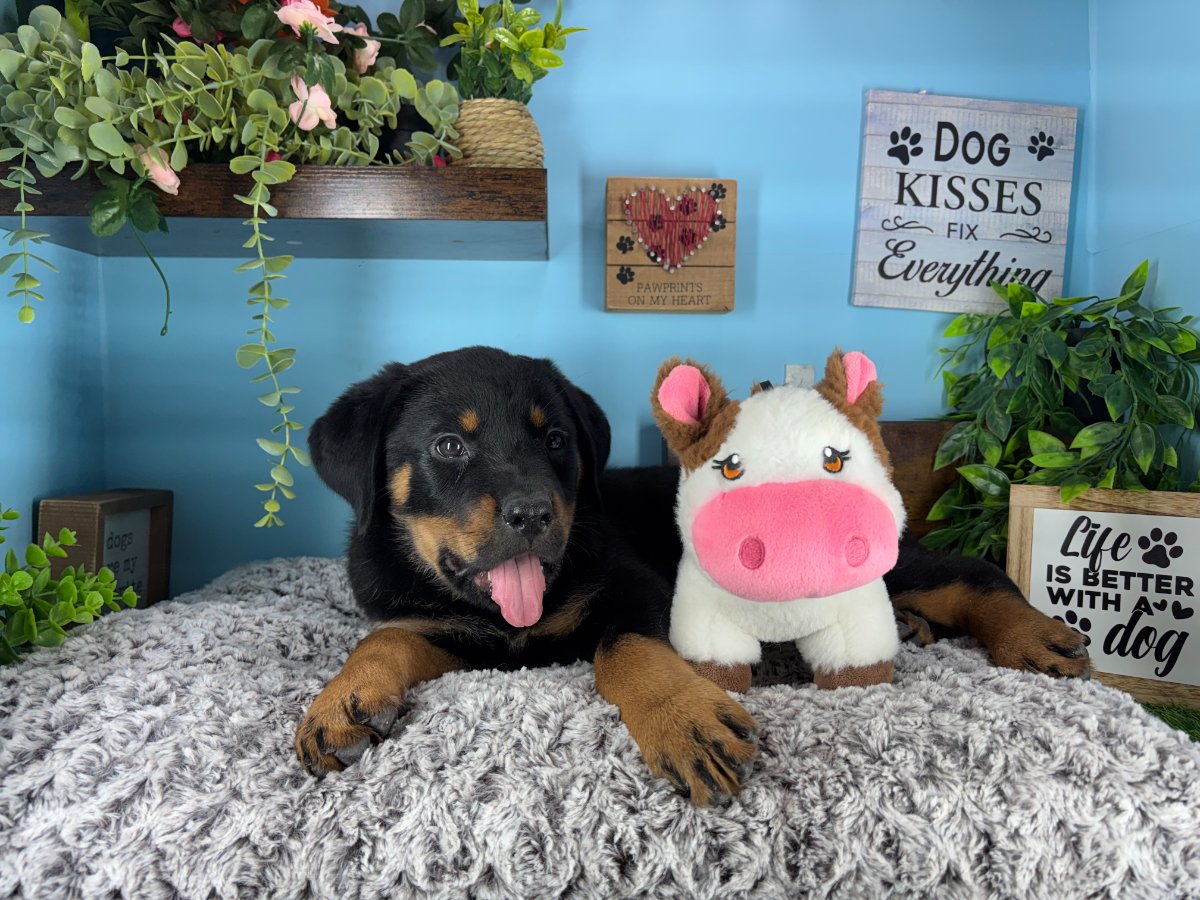 Connecticut puppies for sale