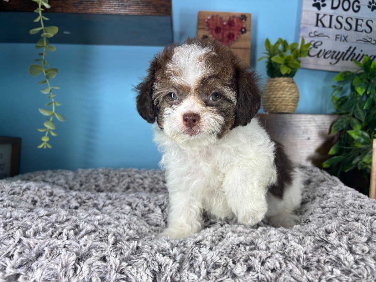 Connecticut puppies for sale