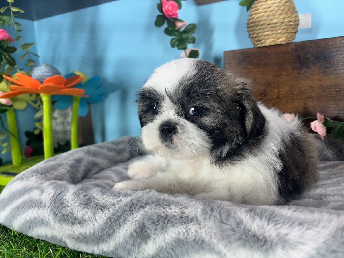 Connecticut puppies for sale