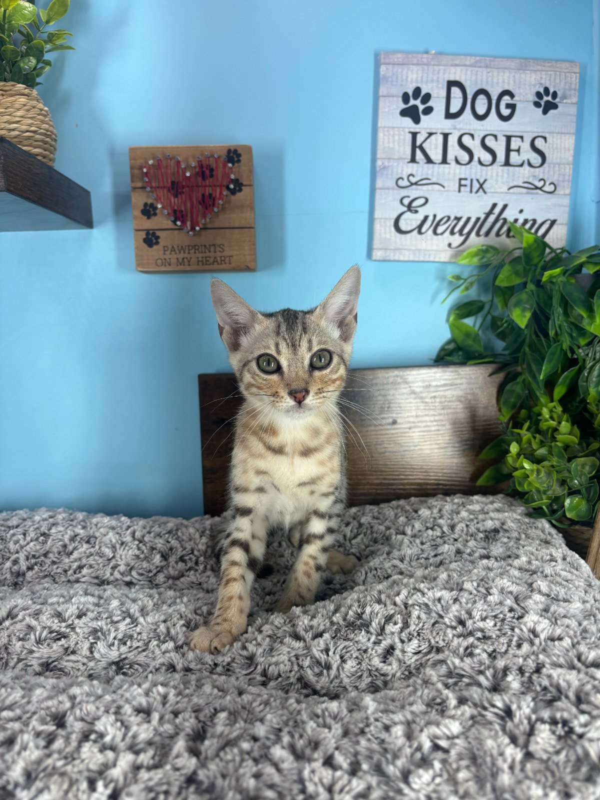 Connecticut kittens for sale