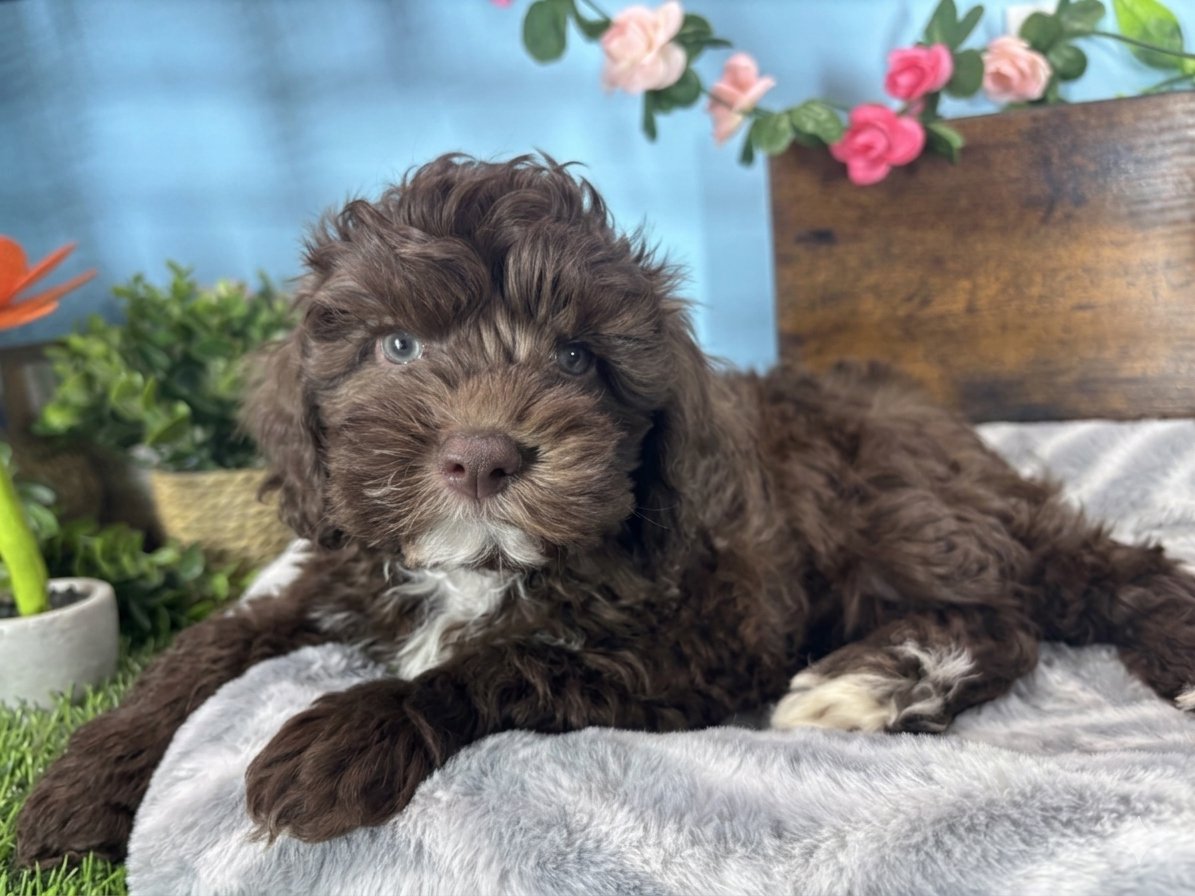 Cockapoo puppies for sale Connecticut
