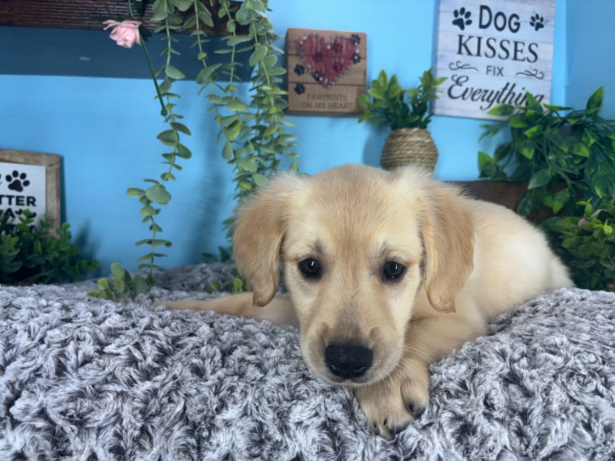 Connecticut puppies for sale