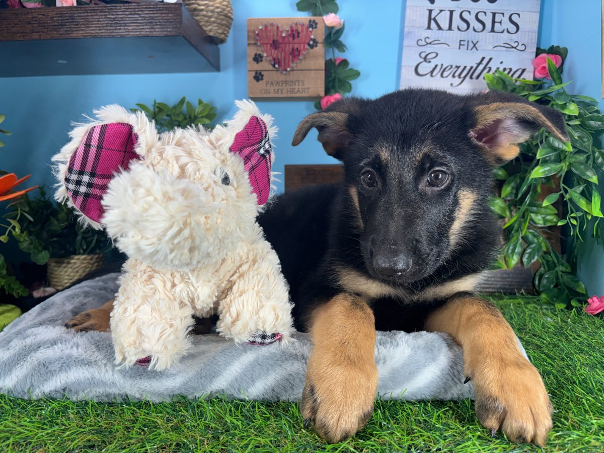 Connecticut puppies for sale