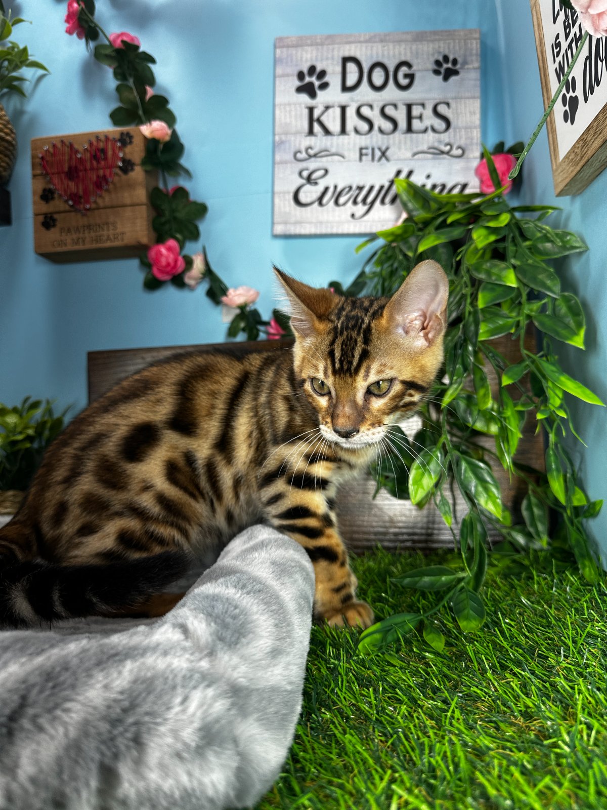 Connecticut kittens for sale