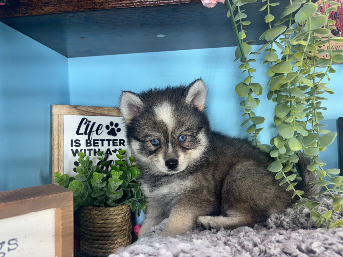 Connecticut puppies for sale