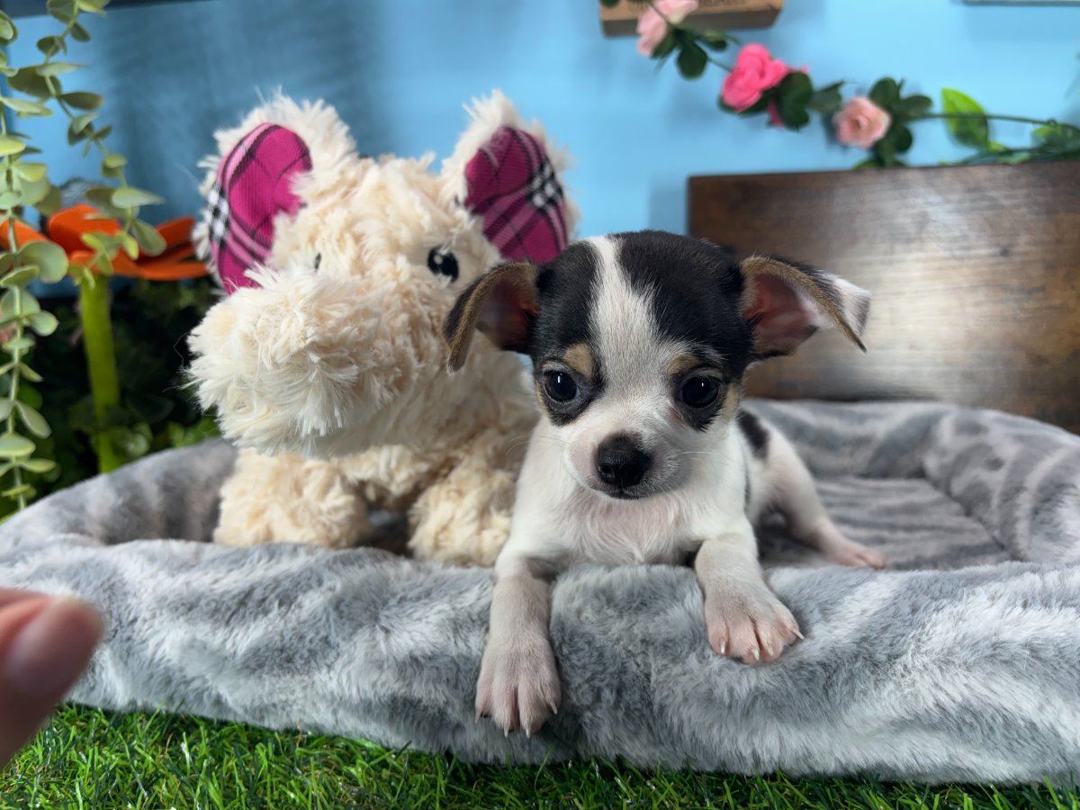 Chihuahua puppies for sale Connecticut