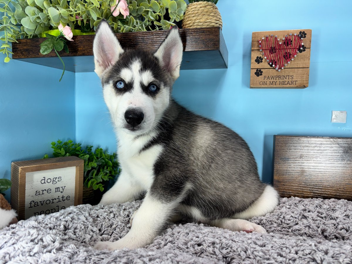 Connecticut puppies for sale
