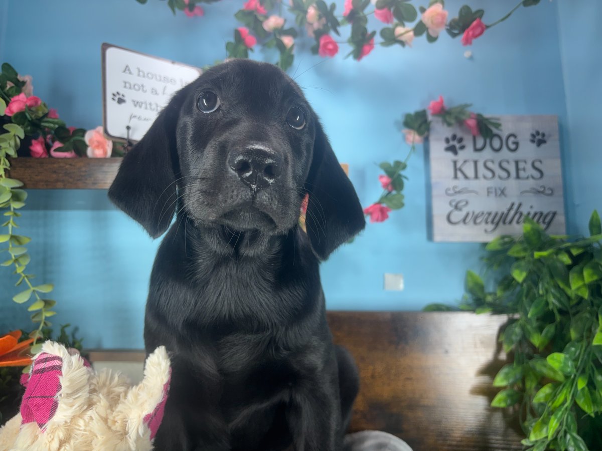 Labrador Retriever puppies for sale Connecticut