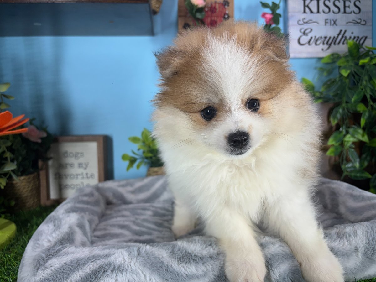 Connecticut puppies for sale
