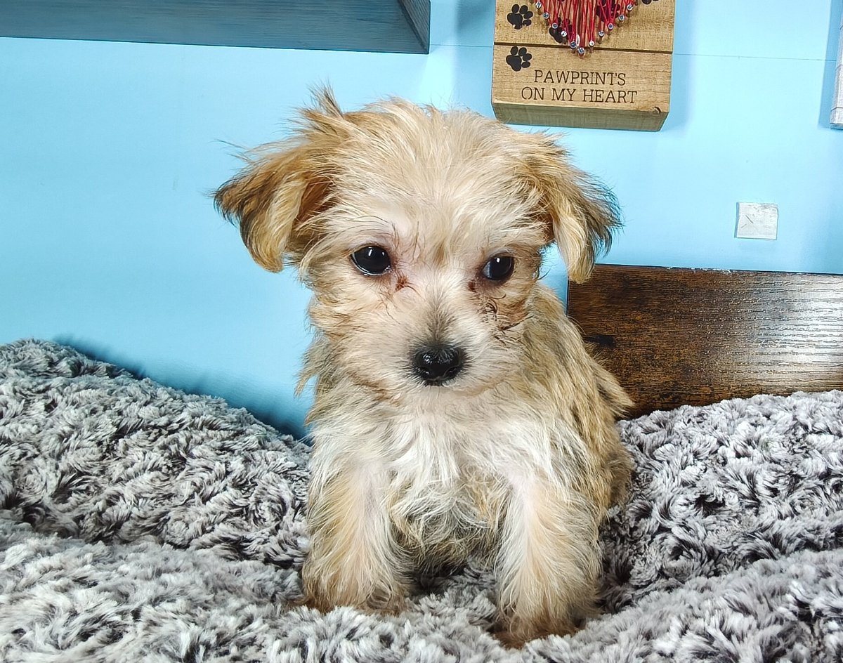 Connecticut puppies for sale