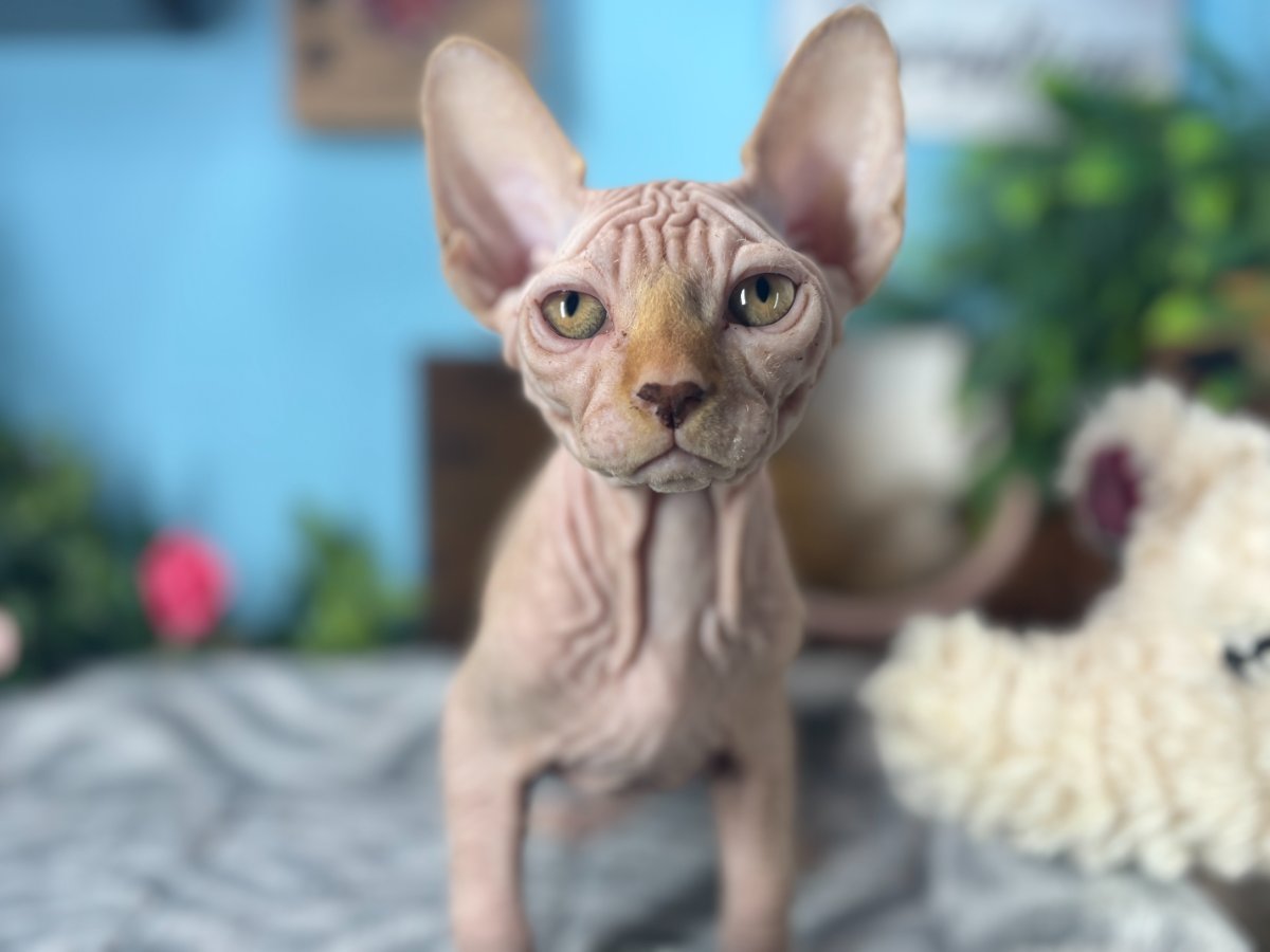 Charlie