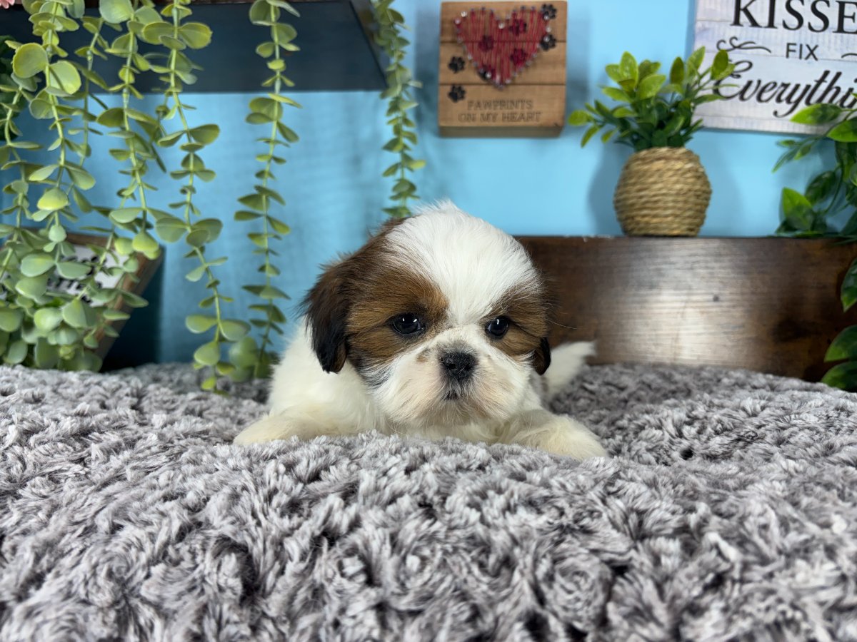Shih Tzu puppies for sale Connecticut