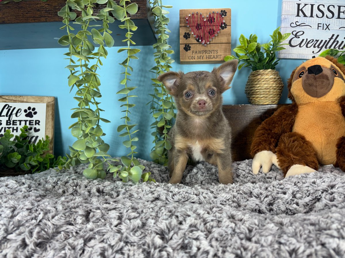 Chihuahua puppies for sale Connecticut